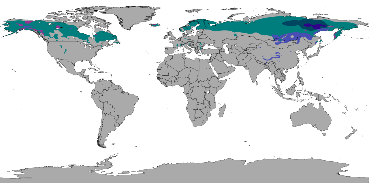 Koppen climate map of subarctic climates